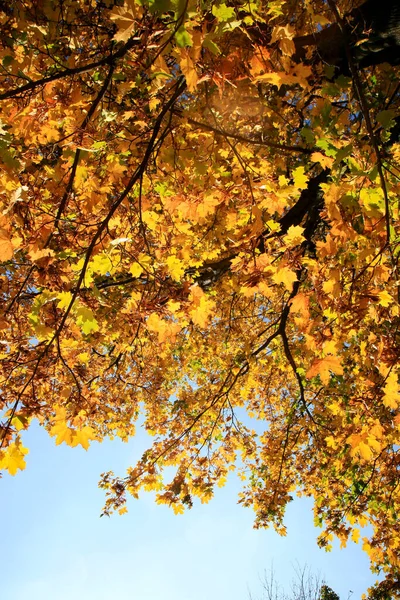 Echte Herbstlandschaft Goldener Ahornbaum Mit Sonnenlicht Auf Sonniger Wiese Stolowe — Stockfoto