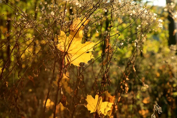 Umgestürztes Herbst Ahornblatt Goldener Herbst Altweibersommer — Stockfoto