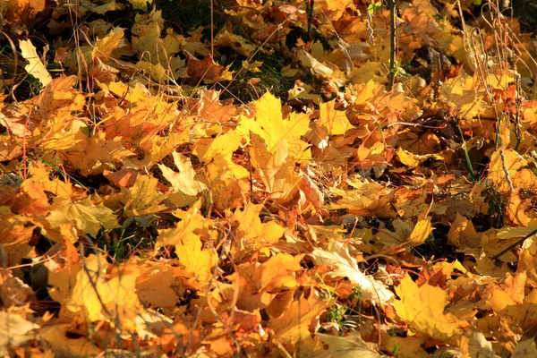 Umgestürztes Herbst Ahornblatt Goldener Herbst Altweibersommer — Stockfoto