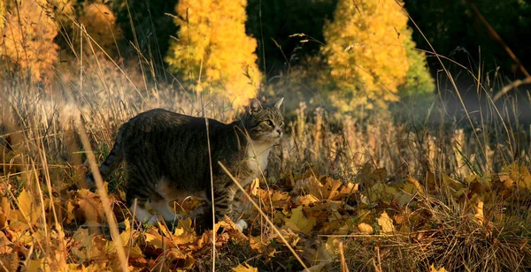 Kat Een Wandeling Het Herfstlandschap Mooi Warm Zonnig Herfstweer — Stockfoto