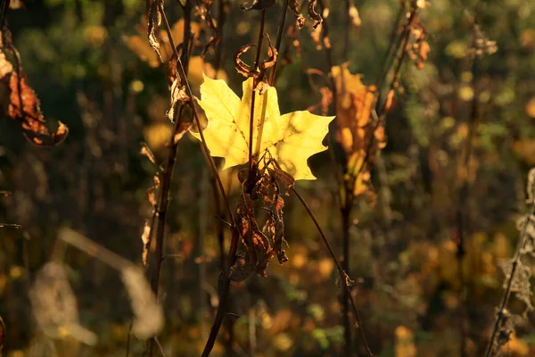 Umgestürztes Herbst Ahornblatt Goldener Herbst Altweibersommer — Stockfoto
