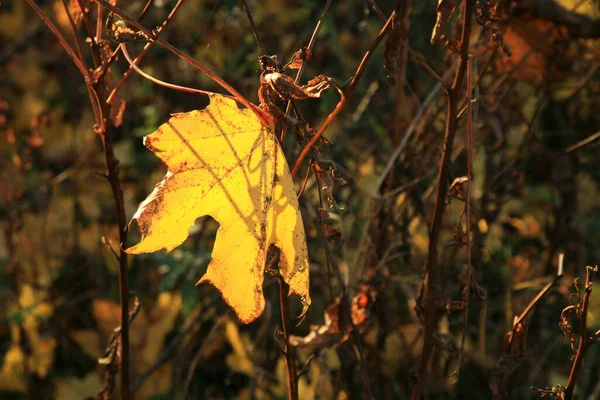 Umgestürztes Herbst Ahornblatt Goldener Herbst Altweibersommer — Stockfoto