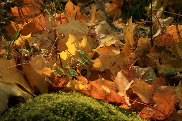 Upadły Jesienny Liść Klonu Złota Jesień Lato Indyjskie — Zdjęcie stockowe