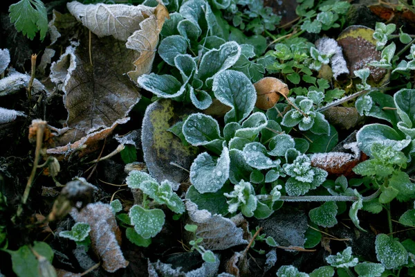 Lamb's lettuce in backyard ecological home garden cultivated in accordance with permaculture principles. Frosted vegetable and flower by autumns cold day.
