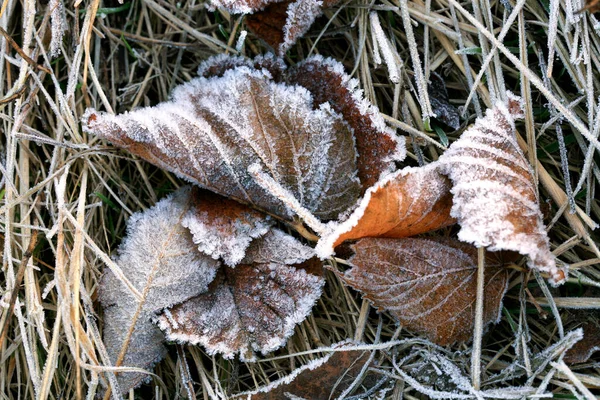 Frostad Torr Tilia Blad Kall Dimmig Och Höst Morgon — Stockfoto