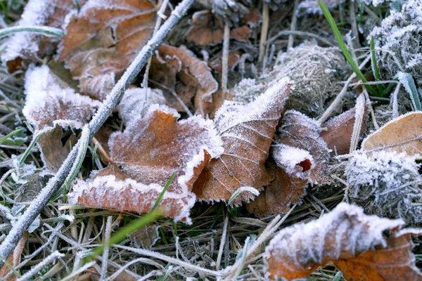 秋の朝に霜が降り乾燥したティリアの葉 — ストック写真