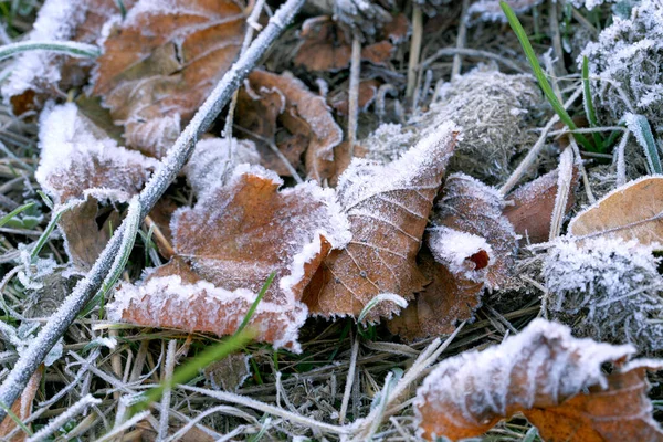 Frostad Torr Tilia Blad Kall Dimmig Och Höst Morgon — Stockfoto