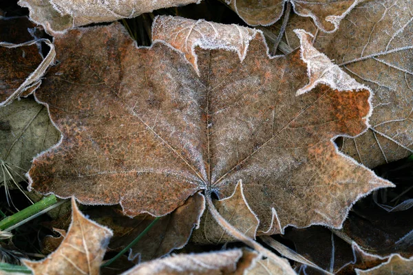 Frostade Torra Lönnlöv Kall Dimmig Och Höst Morgon — Stockfoto