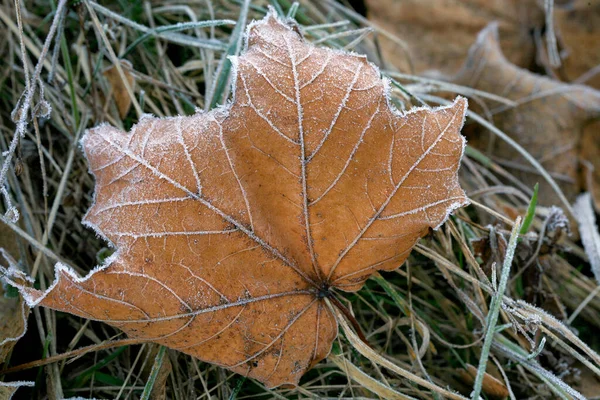 Donmuş Kuru Akçaağaç Yaprakları Soğuk Sisli Sonbahar Sabahı — Stok fotoğraf