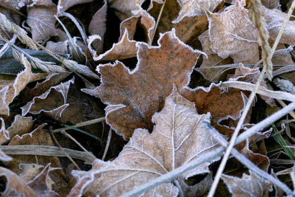 Donmuş Kuru Akçaağaç Yaprakları Soğuk Sisli Sonbahar Sabahı — Stok fotoğraf