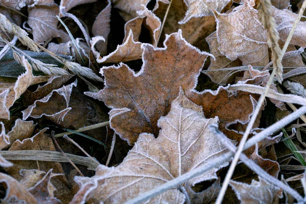 Frostade Torra Lönnlöv Kall Dimmig Och Höst Morgon — Stockfoto