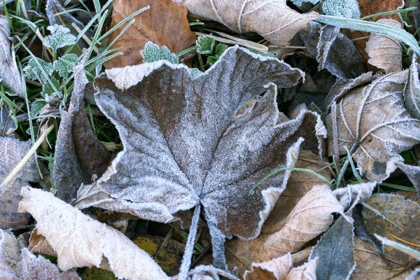 Frostade Torra Lönnlöv Kall Dimmig Och Höst Morgon — Stockfoto