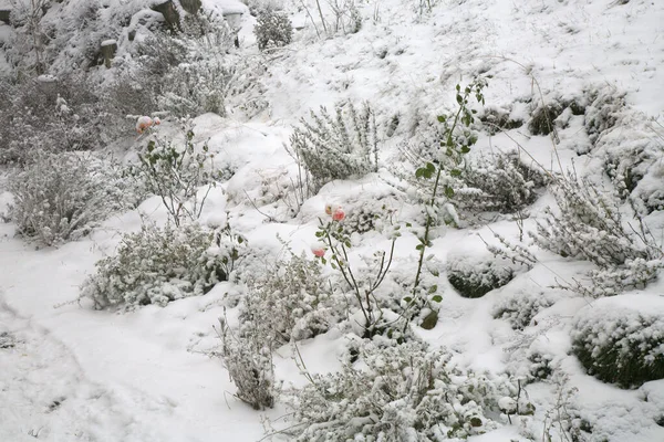 Jardim Rural Roupas Inverno Lavanda Rosas Cobertas Neve — Fotografia de Stock