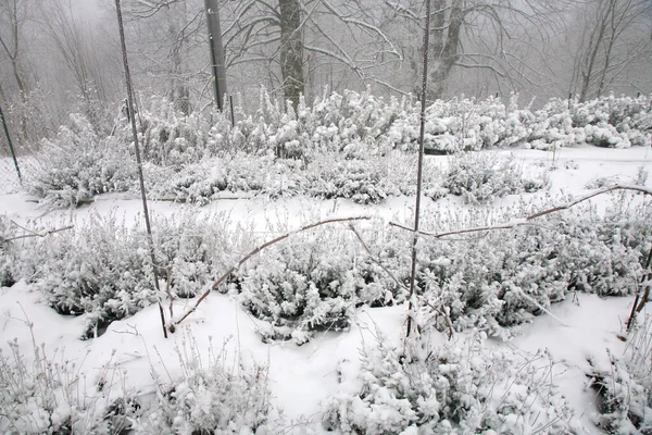 Зимовий Сад Сільській Місцевості Ряд Лоз Взимку — стокове фото