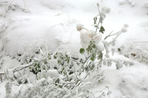 Jardim Rural Roupas Inverno Lavanda Rosas Cobertas Neve — Fotografia de Stock