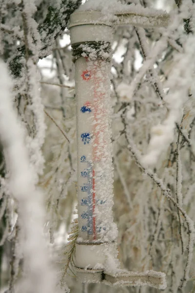 Giardino Rurale Abiti Invernali Termometro Smerigliato Appeso Larice Che Mostra — Foto Stock