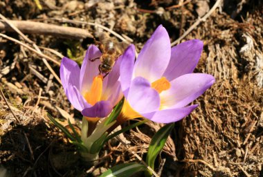 Arı balı ile çiçek tohumu. Baharın başlangıcı. Arı, apis mellifera ve polen üreten bahar bitkisi krokusu. İlk ılık bahar günlerinin bir işareti.
