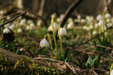 Çiçekli bahar kar tanesi. İlk bahar günlerinin bir işareti. Polonya 'daki Stolowe Dağları Ulusal Parkı' nın vahşi alanları çiçeklendi..