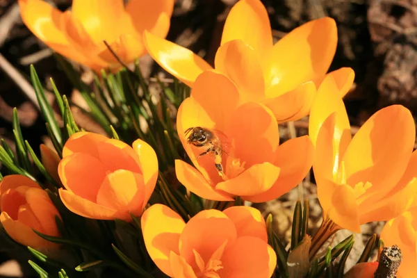 Arı Balı Ile Çiçek Tohumu Baharın Başlangıcı Arı Apis Mellifera — Stok fotoğraf