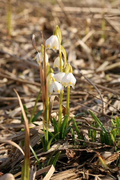 Copo Nieve Primavera Floreciente Una Señal Los Primeros Días Primavera — Foto de Stock