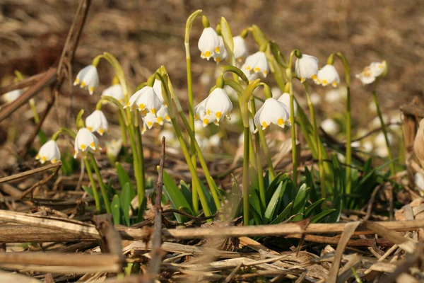 Весняні Сніжинки Знак Перших Весняних Днів Національний Парк Столове Польщі — стокове фото