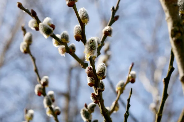 Pussy Willow First Spring Source Pollen Protein Food Bees Beautiful — Φωτογραφία Αρχείου