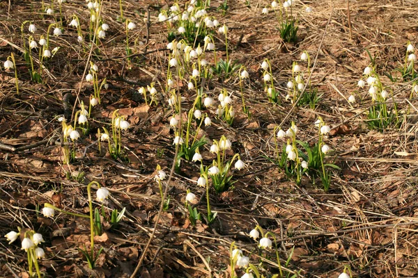 春に雪の結晶が咲く 最初の春の日の兆候 ポーランドのストールー山脈国立公園の花の野生地域 — ストック写真