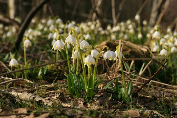 Copo Nieve Primavera Floreciente Una Señal Los Primeros Días Primavera — Foto de Stock