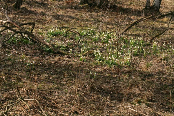 Fiocco Neve Primaverile Segno Dei Primi Giorni Primavera Zone Selvagge — Foto Stock