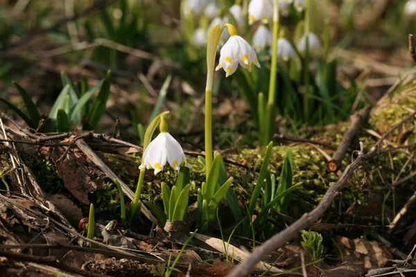 Blühende Frühlingsschneeflocke Ein Zeichen Für Die Ersten Frühlingstage Blühende Wilde — Stockfoto
