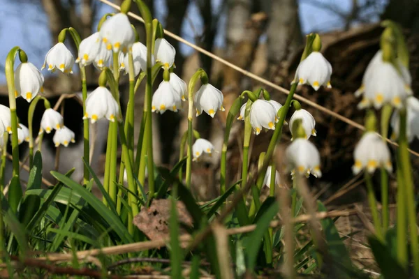 Copo Nieve Primavera Floreciente Una Señal Los Primeros Días Primavera — Foto de Stock