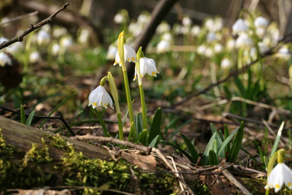 Blühende Frühlingsschneeflocke Ein Zeichen Für Die Ersten Frühlingstage Blühende Wilde — Stockfoto