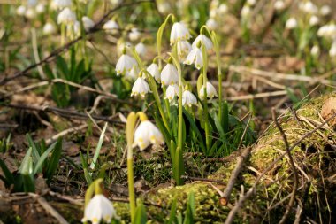 Çiçekli bahar kar tanesi. İlk bahar günlerinin bir işareti. Polonya 'daki Stolowe Dağları Ulusal Parkı' nın vahşi alanları çiçeklendi..