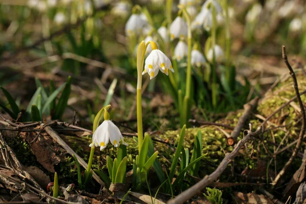 Copo Nieve Primavera Floreciente Una Señal Los Primeros Días Primavera — Foto de Stock