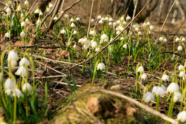 春に雪の結晶が咲く 最初の春の日の兆候 ポーランドのストールー山脈国立公園の花の野生地域 — ストック写真