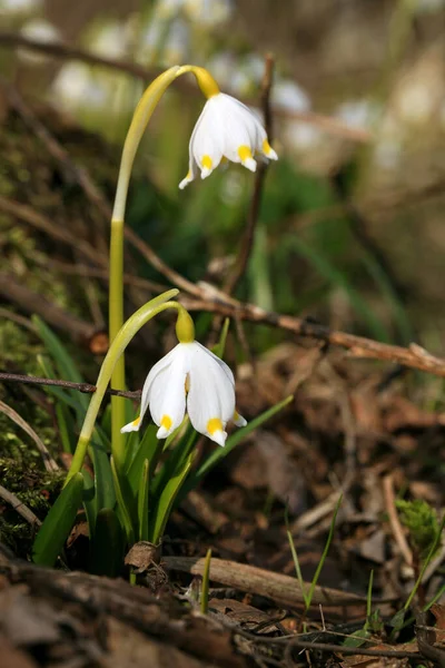 Copo Nieve Primavera Floreciente Una Señal Los Primeros Días Primavera — Foto de Stock