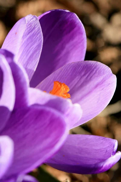 Çiçek Tomurcuklanması Lkbaharın Başlangıcı Polen Üreten Ilkbahar Bitkisi Ilık Bahar — Stok fotoğraf