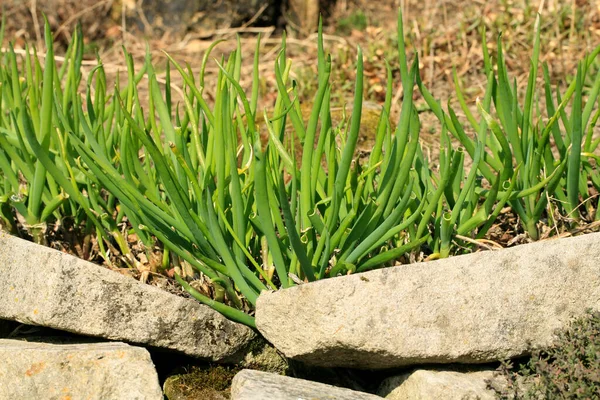Ecological Chives Adjoining Country Garden Growing Vegetables According Principles Permaculture — Stock Photo, Image