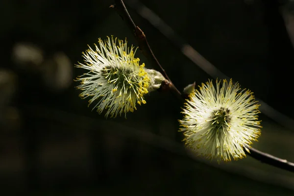 Pussy Willow First Spring Source Pollen Protein Food Bees Beautiful — 图库照片