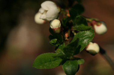 Çiçek açan genç elma ağacı bir köyün meyve bahçesinde çiçek açan genç elma ağacı. Bahar Uyanışı.