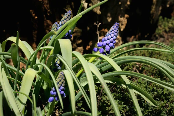 花春の植物のブドウのヒヤシンス 春の初め 花粉生成春の植物のブドウのヒヤシンス 最初の暖かい春の日の兆候 — ストック写真