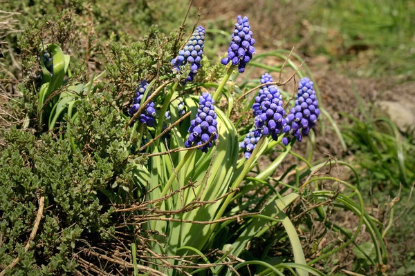 花春の植物のブドウのヒヤシンス 春の初め 花粉生成春の植物のブドウのヒヤシンス 最初の暖かい春の日の兆候 — ストック写真