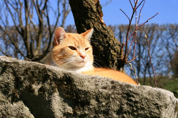 Ginger Cat Looking Shade Tree Resting Stone Trough Home Country — Stock Photo, Image