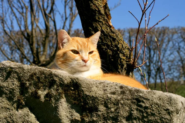 A ginger cat looking for shade under a tree, resting in a stone trough. Home country garden.