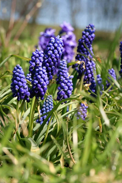 Blue Blossom Spring Plant Grape Hyacinth Beginning Spring Pollen Producing — Stock Photo, Image