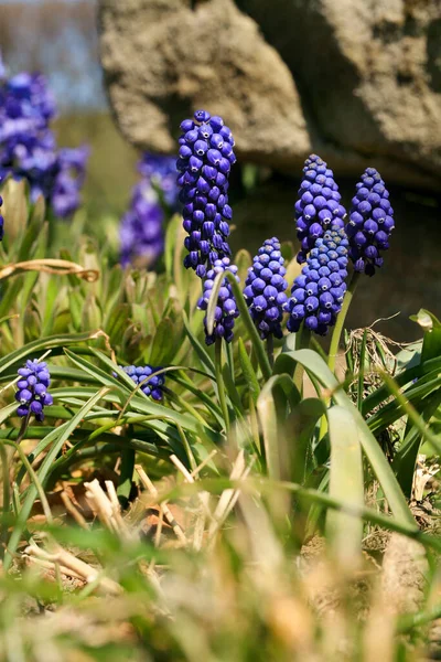 花春の植物のブドウのヒヤシンス 春の初め 花粉生成春の植物のブドウのヒヤシンス 最初の暖かい春の日の兆候 — ストック写真