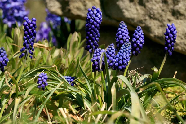 花春の植物のブドウのヒヤシンス 春の初め 花粉生成春の植物のブドウのヒヤシンス 最初の暖かい春の日の兆候 — ストック写真