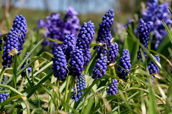 花春の植物のブドウのヒヤシンス 春の初め 花粉生成春の植物のブドウのヒヤシンス 最初の暖かい春の日の兆候 — ストック写真