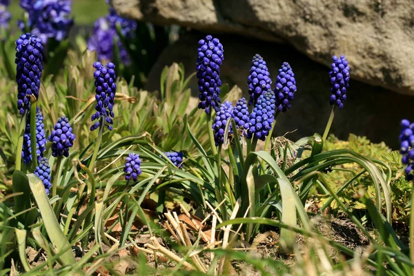 花春の植物のブドウのヒヤシンス 春の初め 花粉生成春の植物のブドウのヒヤシンス 最初の暖かい春の日の兆候 — ストック写真