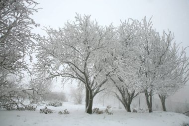 Kış bahçesi. Kırsal bir bahçede donmuş gri.